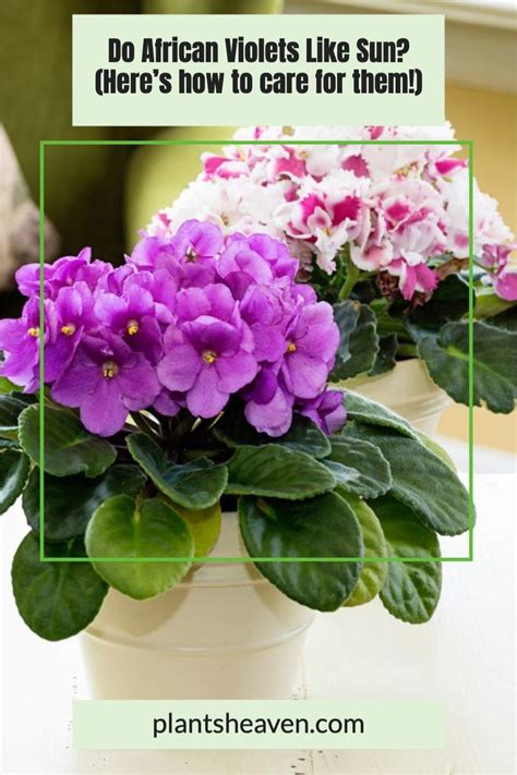 do african violets need sunlight