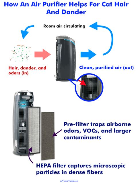 Do Air Purifiers Help With Cat Dander