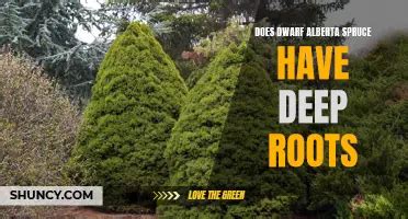 Do Alberta Spruce Have Deep Roots