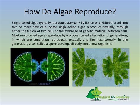 Do Algae Produce Pollen