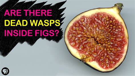 do all figs have wasps inside