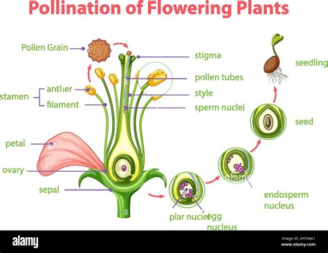 Do All Flowers Make Pollen