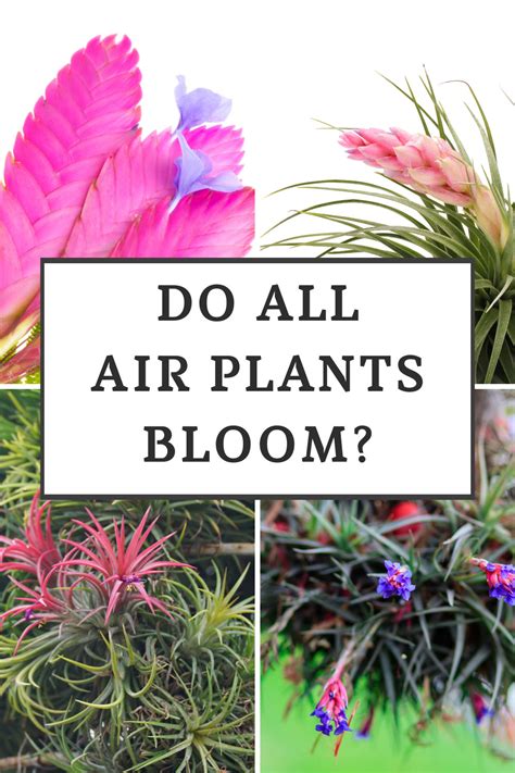 Do All Plants Bloom
