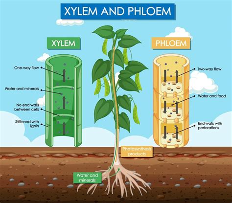 Do All Plants Need Xylem