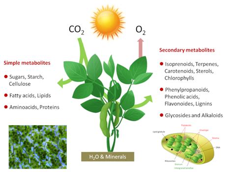 Do All Plants Use Co2