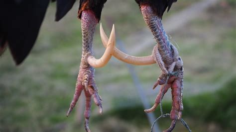 do all roosters have talons