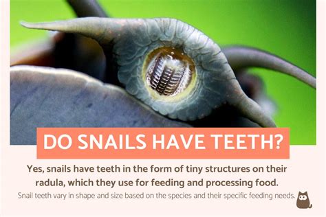 Do All Snails Have Teeth