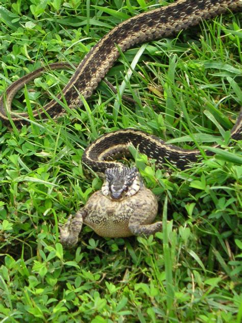 Do All Snakes Eat Toads