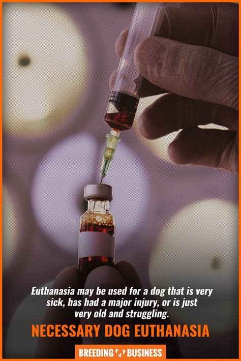 do all vets offer euthanasia