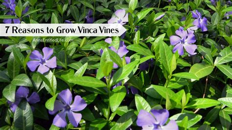 Do All Vinca Vines Bloom