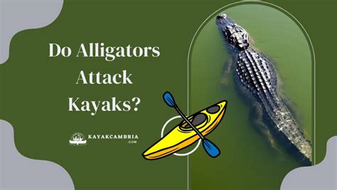 Do Alligators Attack Kayaks