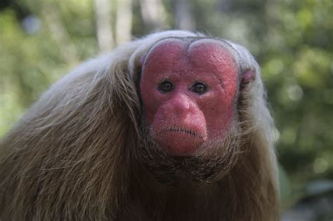 Do Animals Have Foreheads