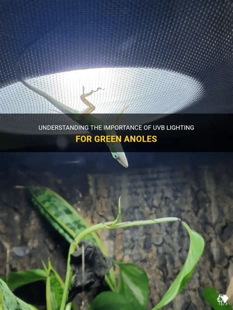 Do Anoles Need Uvb Light