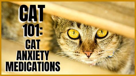 Do Anti Anxiety Meds Work For Cats