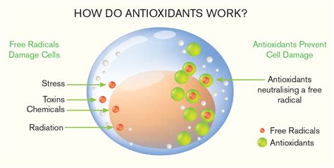 Do Antioxidants Help Immune System