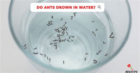 Learn 8 Details do ants drown Uncovering Pest Vulnerability Secrets