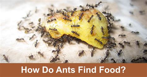 Do Ants Eat Bread
