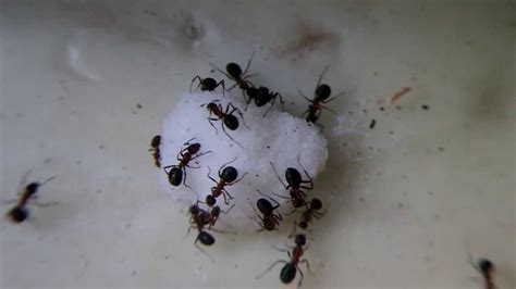 do ants eat sugar