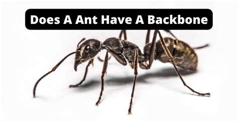 do ants have backbones