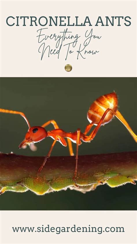 Do Ants Like Citronella