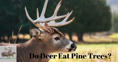 Do Any Animals Eat Pine Trees
