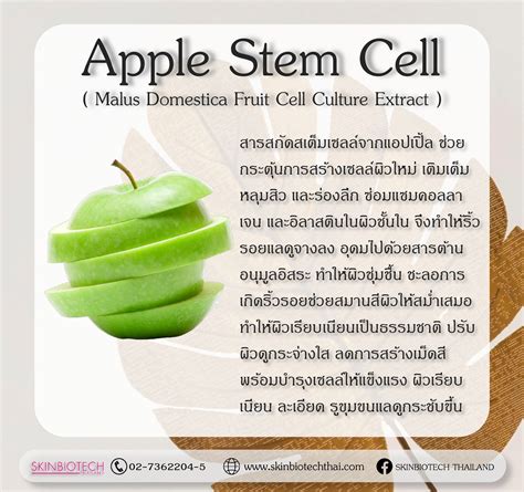 Do Apple Stem Cells Really Work