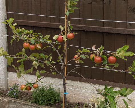 Do Apple Trees Need Compost