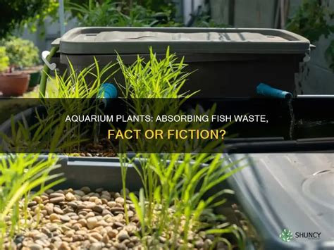 Do Aquarium Plants Eat Fish Waste