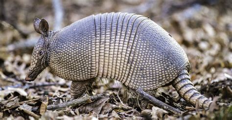do armadillos hiss