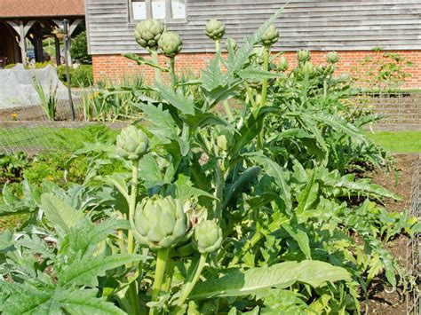 Do Artichoke Plants Spread