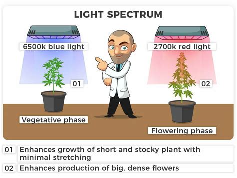Do Autoflowering Plants Need Light