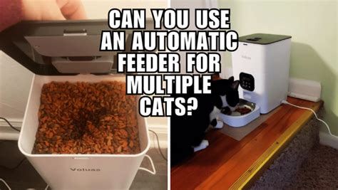 Do Automatic Cat Feeders Work