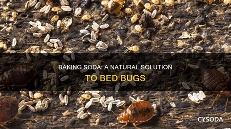 Do Baking Soda Kill Bed Bugs