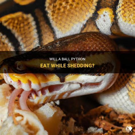 do ball pythons eat while shedding