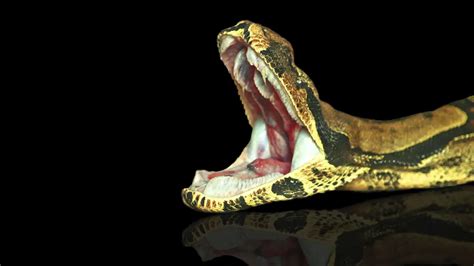 do ball pythons have fangs