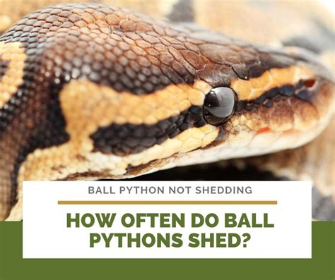 Do Ball Pythons Not Eat When Shedding