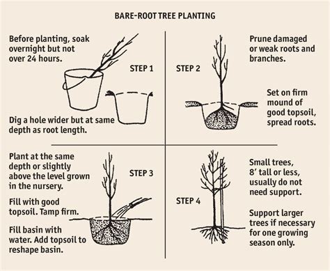 Do Bare Root Trees Need To Be Planted Immediately
