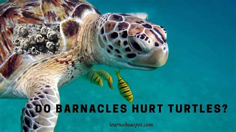 do barnacles hurt