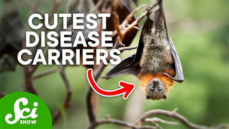Do Bats Carry Malaria