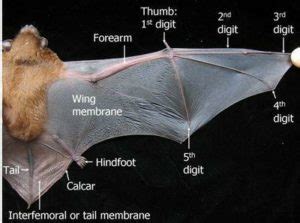 Do Bats Fly The Same Route