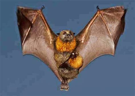 do bats have a pouch