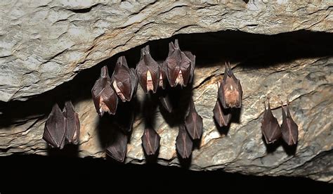 Do Bats Hibernate In Virginia
