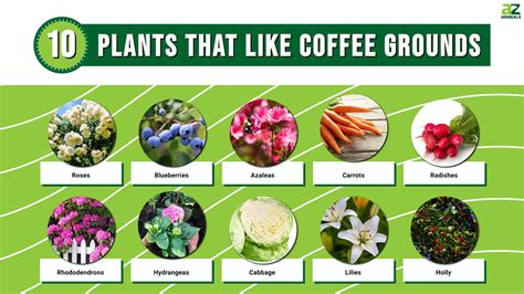 Do Bean Plants Like Coffee Grounds