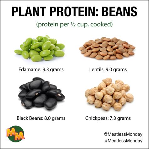 Do Beans Have Protein