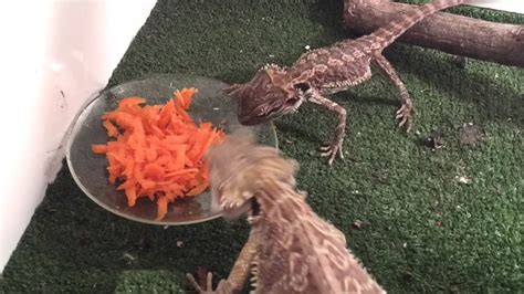 do bearded dragons eat carrots