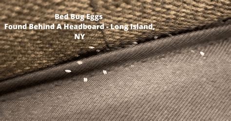 Do Bed Bug Eggs Jump