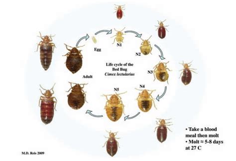 Do Bed Bug Larvae Move