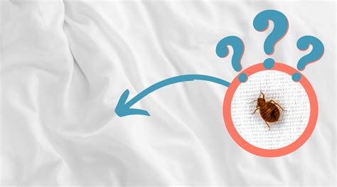 Do Bed Bugs Bite Thru Sheets