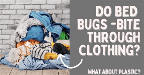 Do Bed Bugs Bite Your Clothing