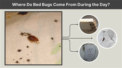 Do Bed Bugs Come In Threes